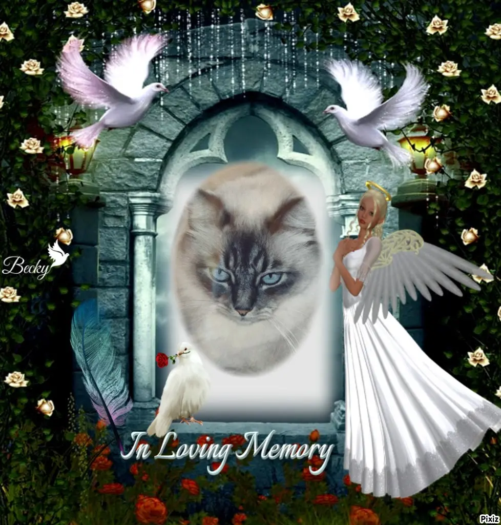 Condolence image of Tanja mit Timmy im Herzen