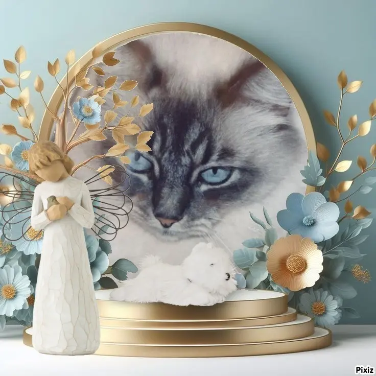 Condolence image of Sternchenpost ✨️