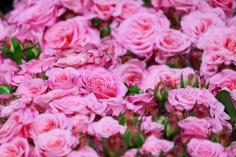 Condolence image of Anja mit Maja & Gräuli im ༺❤️༻