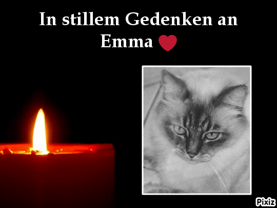 Condolence image of Tanja mit Timmy im Herzen