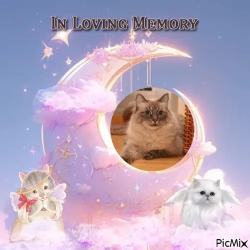 Condolence image of 5.Sternchen⭐️❤️Gedenktag❤️❤️❤️❤️❤️