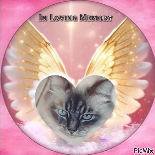 Condolence image of ❤️❤️❤️❤️❤️❤️❤️❤️❤️❤️❤️❤️