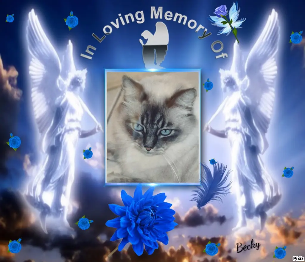 Condolence image of Tanja mit Timmy im Herzen