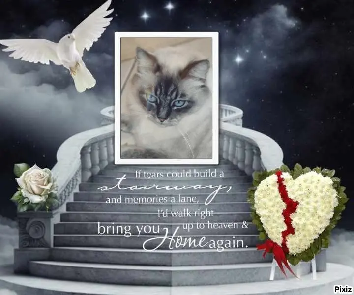 Condolence image of Tanja mit Timmy im Herzen 