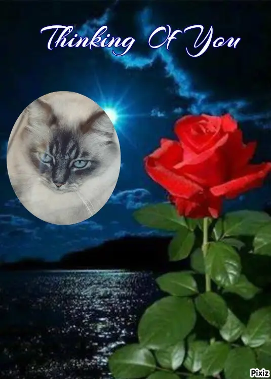 Condolence image of Tanja mit Timmy im Herzen
