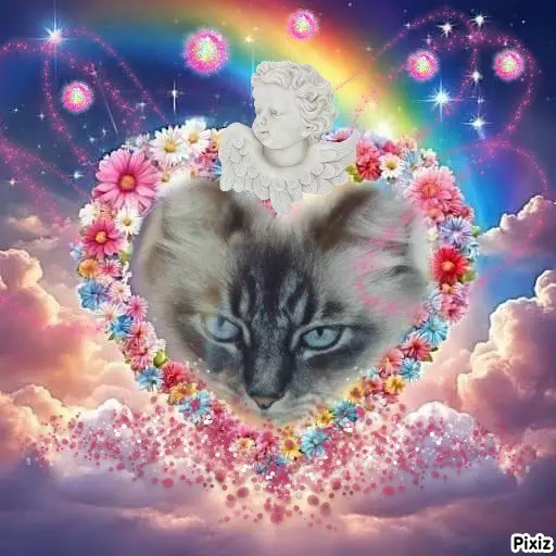 Condolence image of Tanja mit Timmy im Herzen