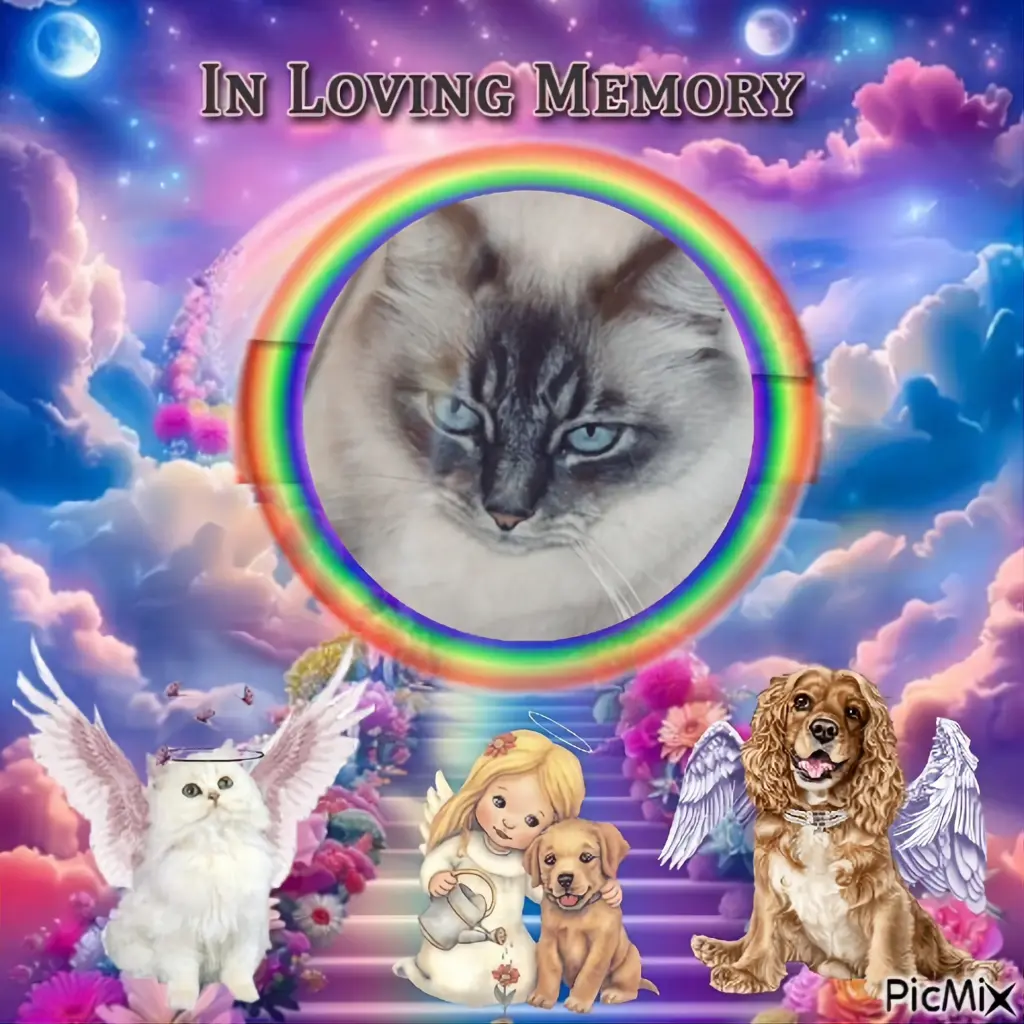 Condolence image of 6.Sternchen⭐️Gedenktag❤️❤️❤️❤️❤️❤️