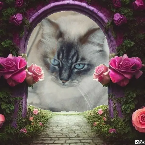 Condolence image of Tanja mit Timmy im Herzen