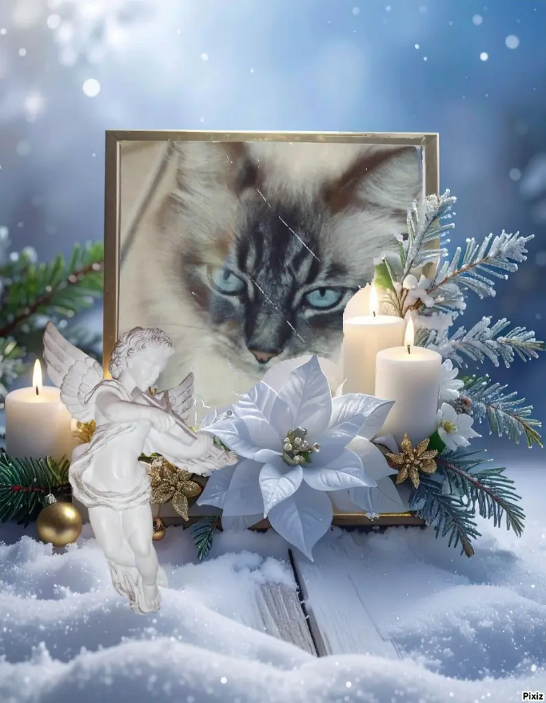 Condolence image of Tanja mit Timmy im 💘🐈🐾