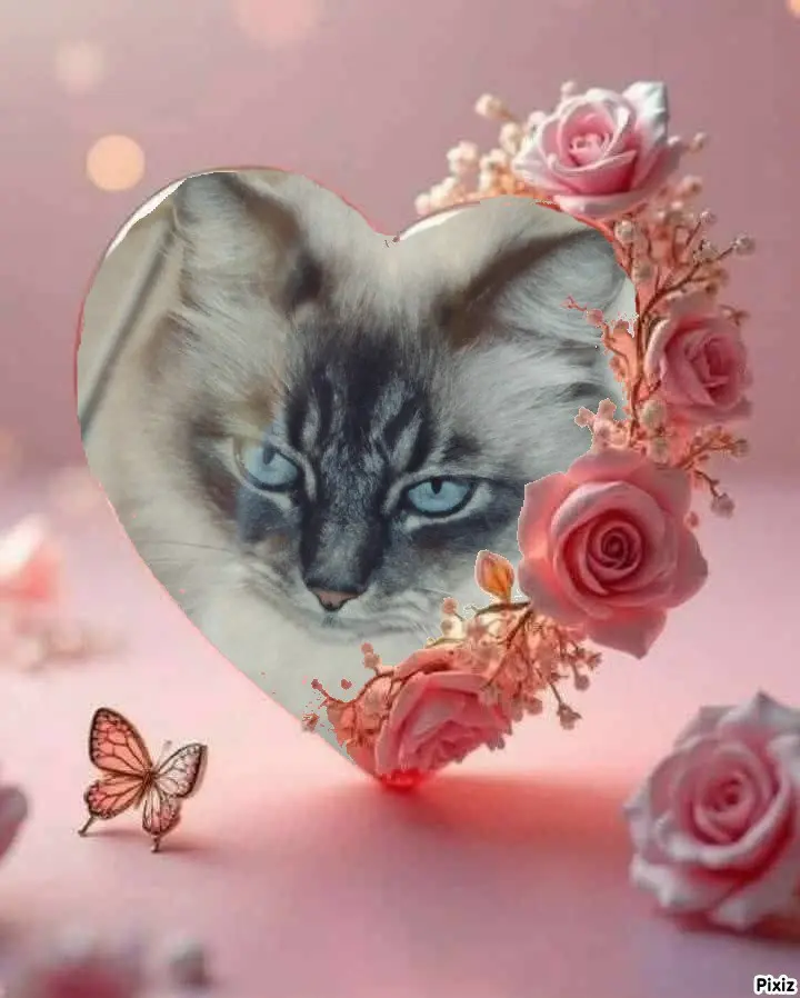 Condolence image of Tanja mit Timmy im 💘🐈🐾