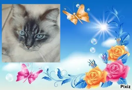 Condolence image of Tanja mit Timmy im 💖🐈🐾