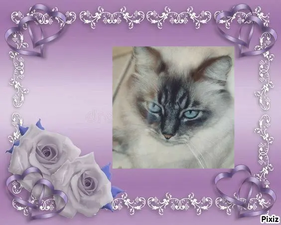Condolence image of Tanja mit Timmy im 💖🐈🐾