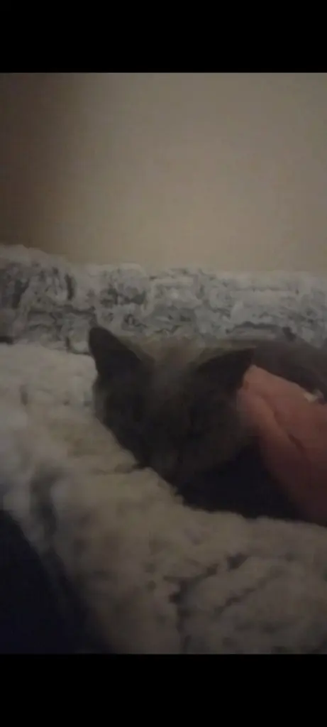 Condolence image of Mama 💜 für Graulinchen 💜