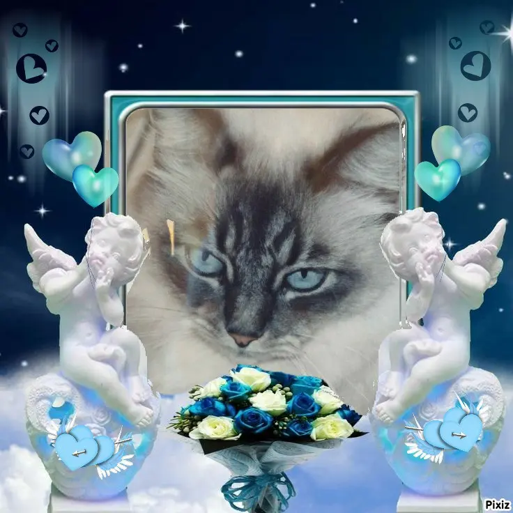 Condolence image of Tanja mit Timmy im 💖🐈🐾