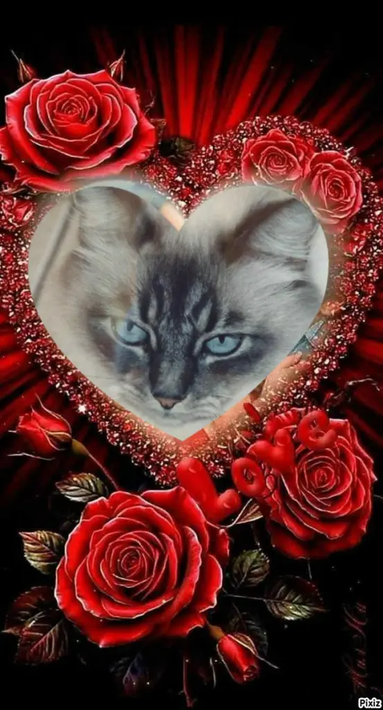 Condolence image of Tanja mit Timmy im 💖🐈🐾