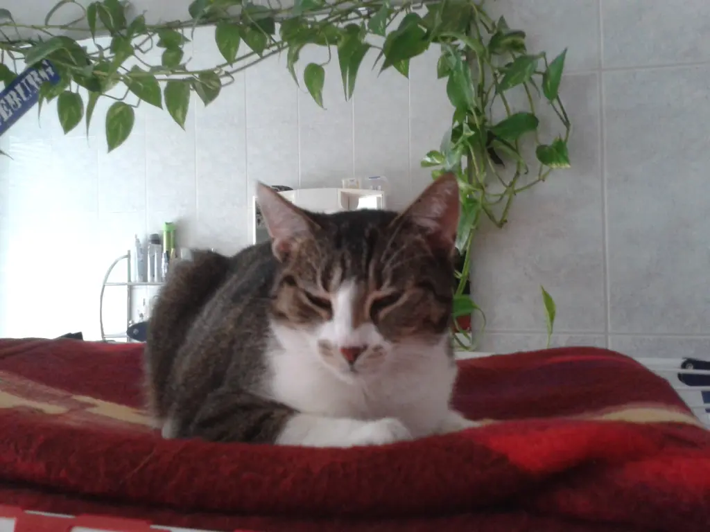 Image from Ella