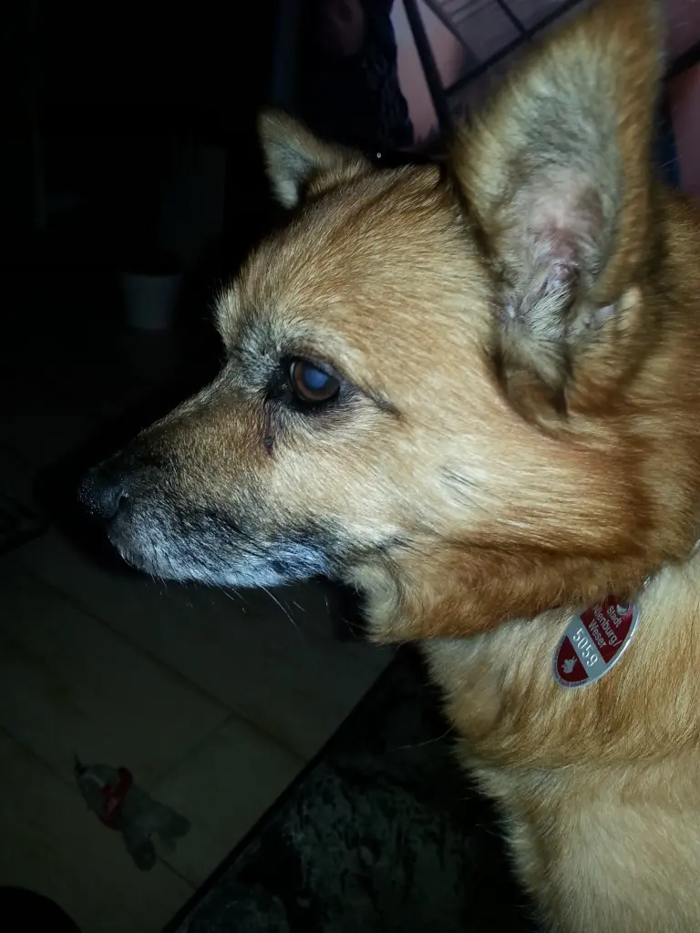 Bild von Snoopy