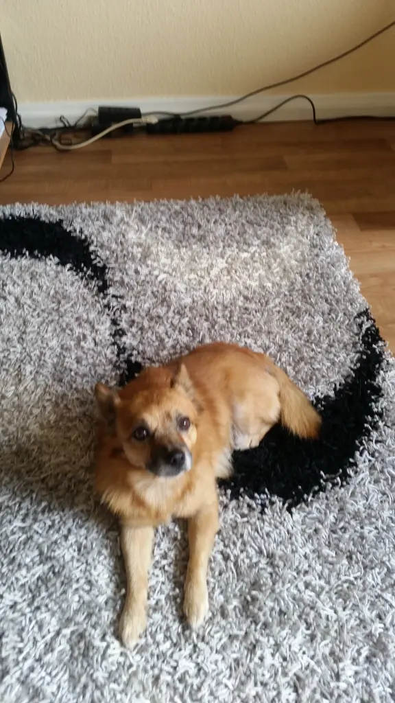 Bild von Snoopy