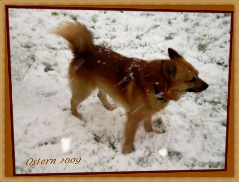 Bild von Snoopy