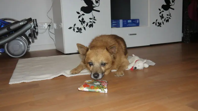 Bild von Snoopy
