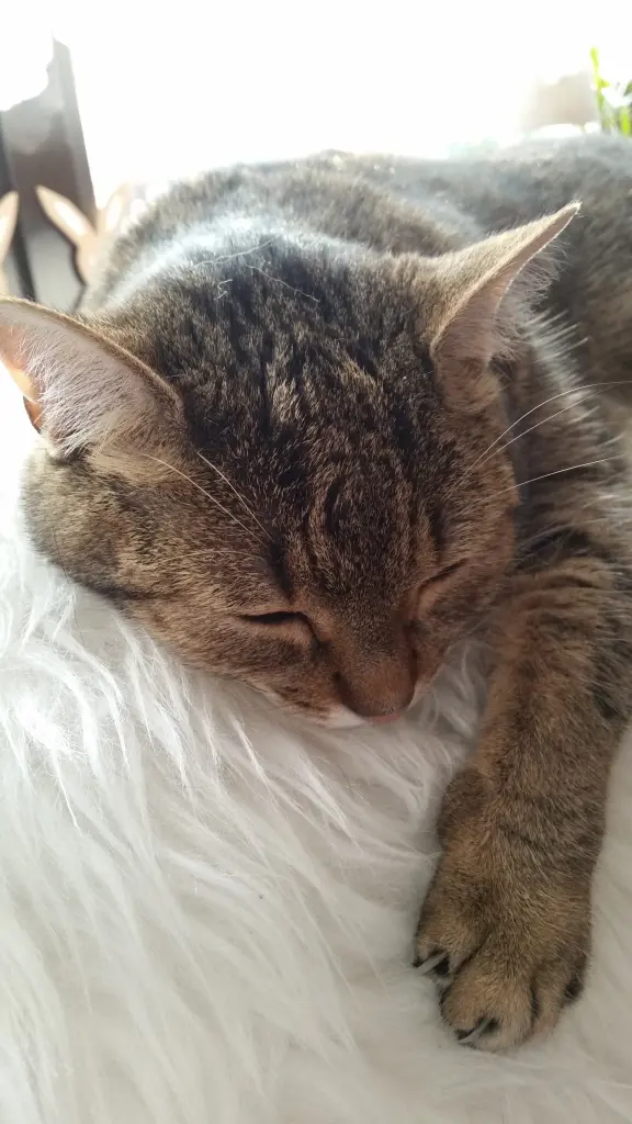 Andachtsbild von Gabi mit Lisa im Herzen 