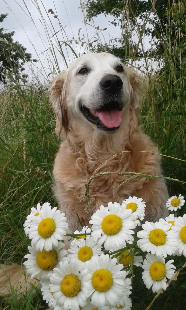 Andachtsbild von Unbekannt