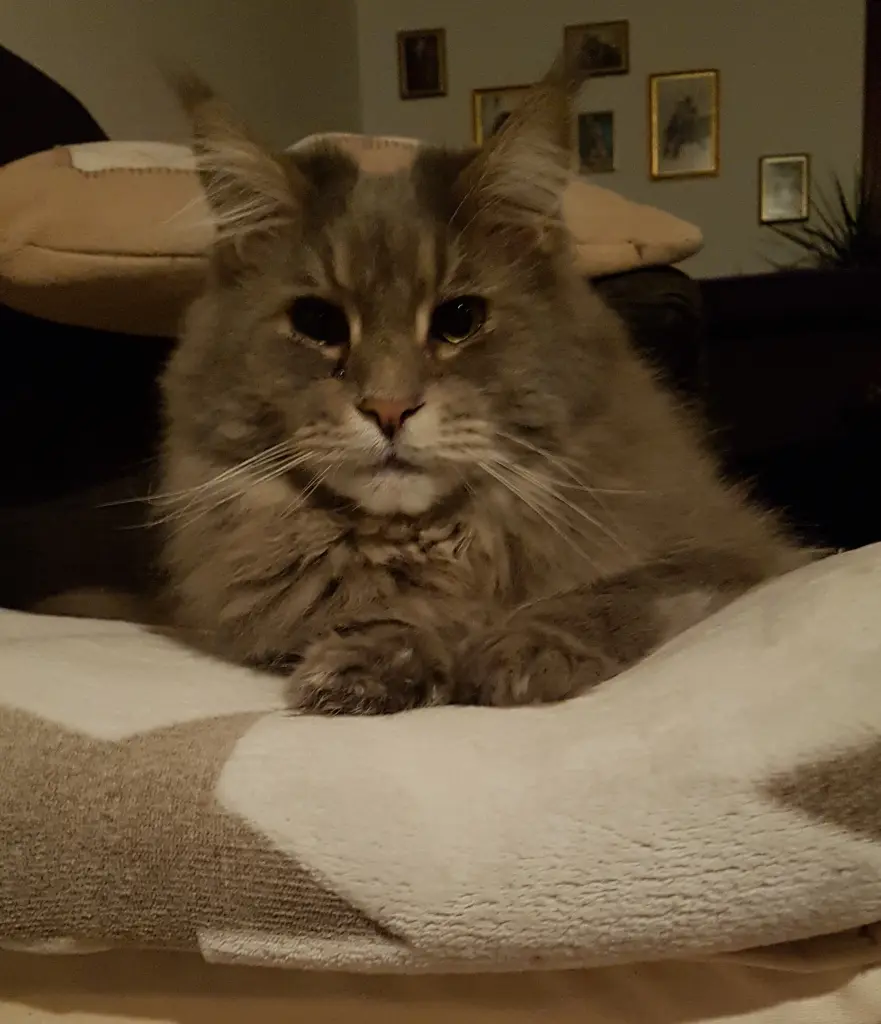 Condolence image of Brigitta mit Sam † 13.6.19