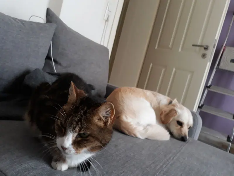 Condolence image of Deine Mama