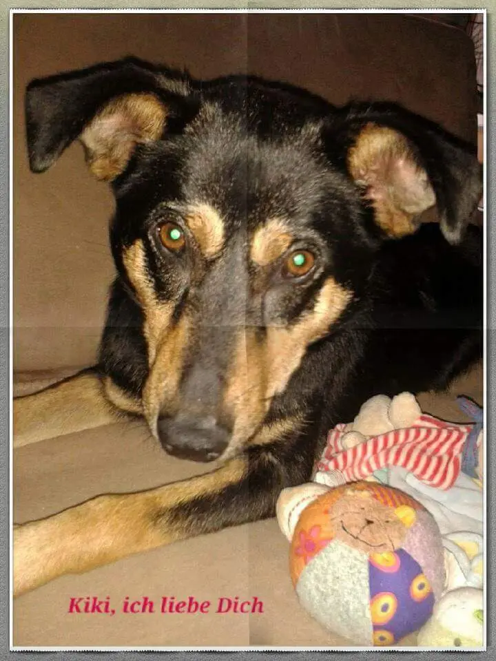Condolence image of Jasmin+Marcel mit Kiki im Herzen ❤