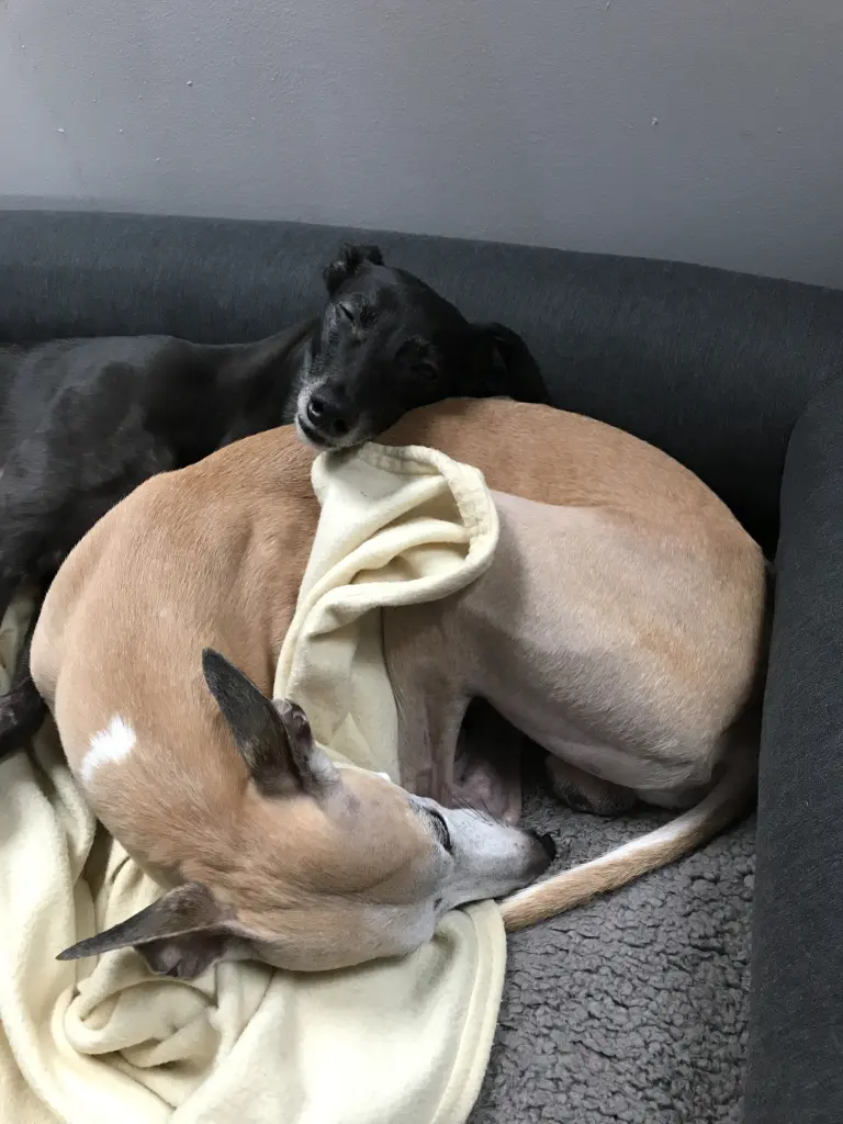 Condolence image of Julia mit phlux und Eny