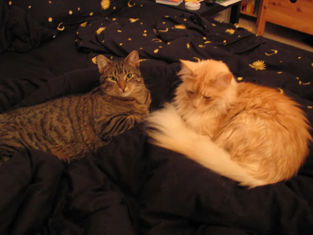 Image from Merlin