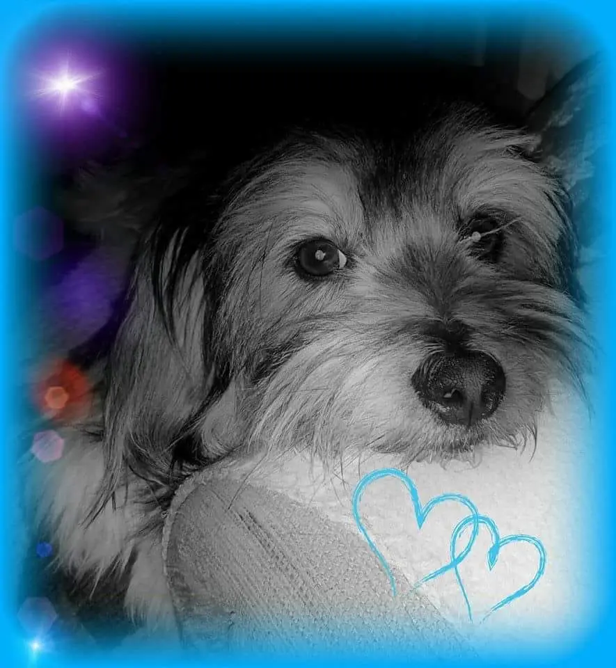 Condolence image of Lisa