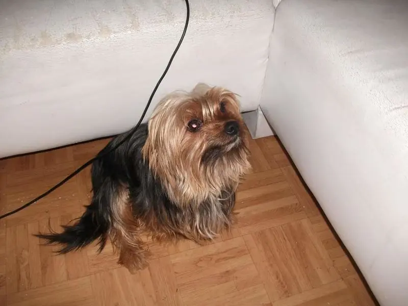 Condolence image of Isa