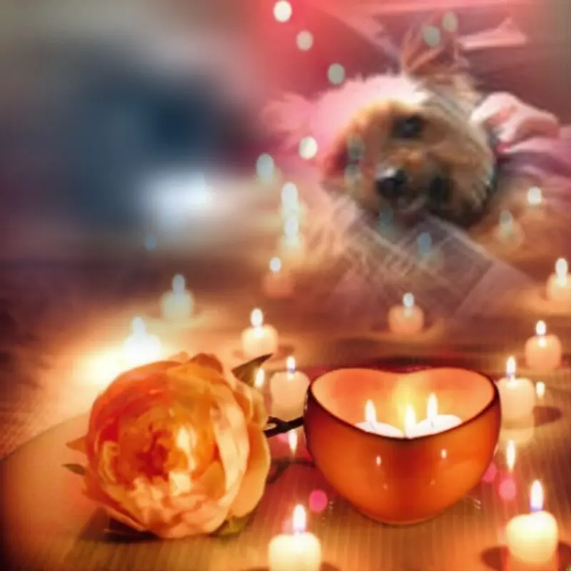 Condolence image of ❤️❤️❤️❤️❤️❤️❤️❤️❤️❤️❤️❤️❤️❤️