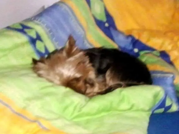 Condolence image of Isa