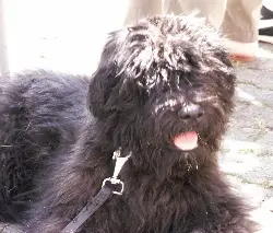 Condolence image of Luise