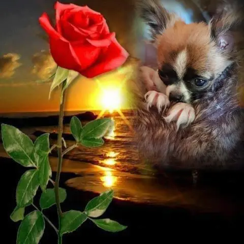 Condolence image of ❤️❤️❤️
