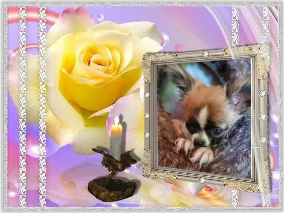 Condolence image of Klaudia mit Misiu❤️❤️❤️+06.05.2018 Ganz Tief im Herzen❤️