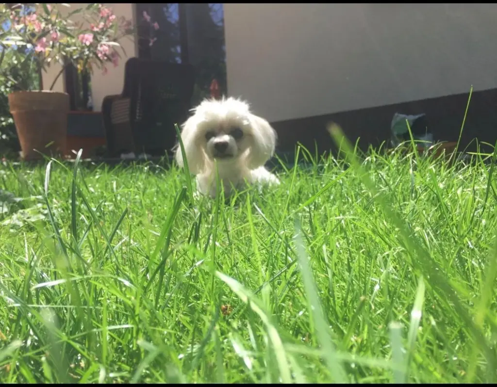 Andachtsbild von Anja