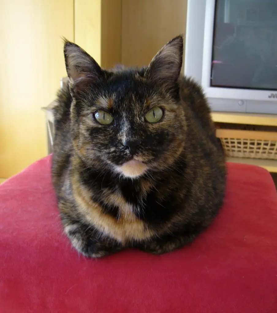 Andachtsbild von Sabine mit Heidi