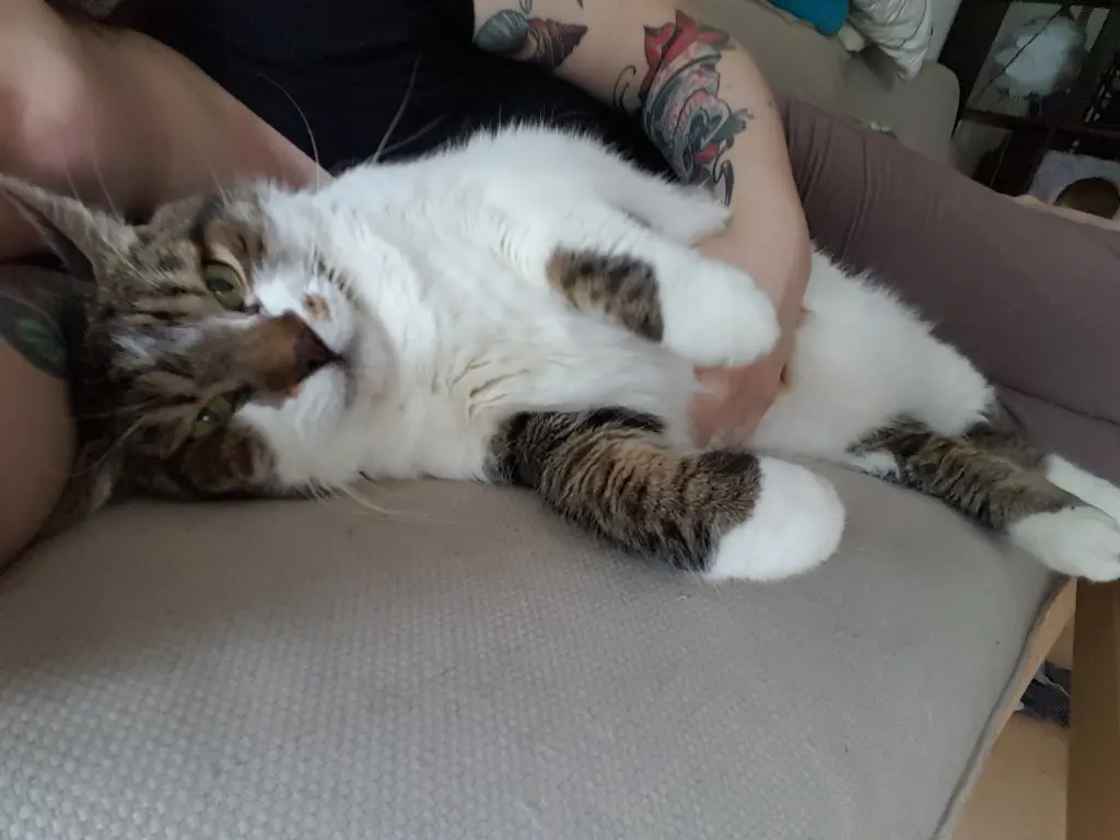 Image from Kowalski
