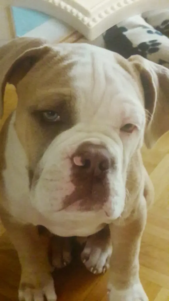 Image from Simba