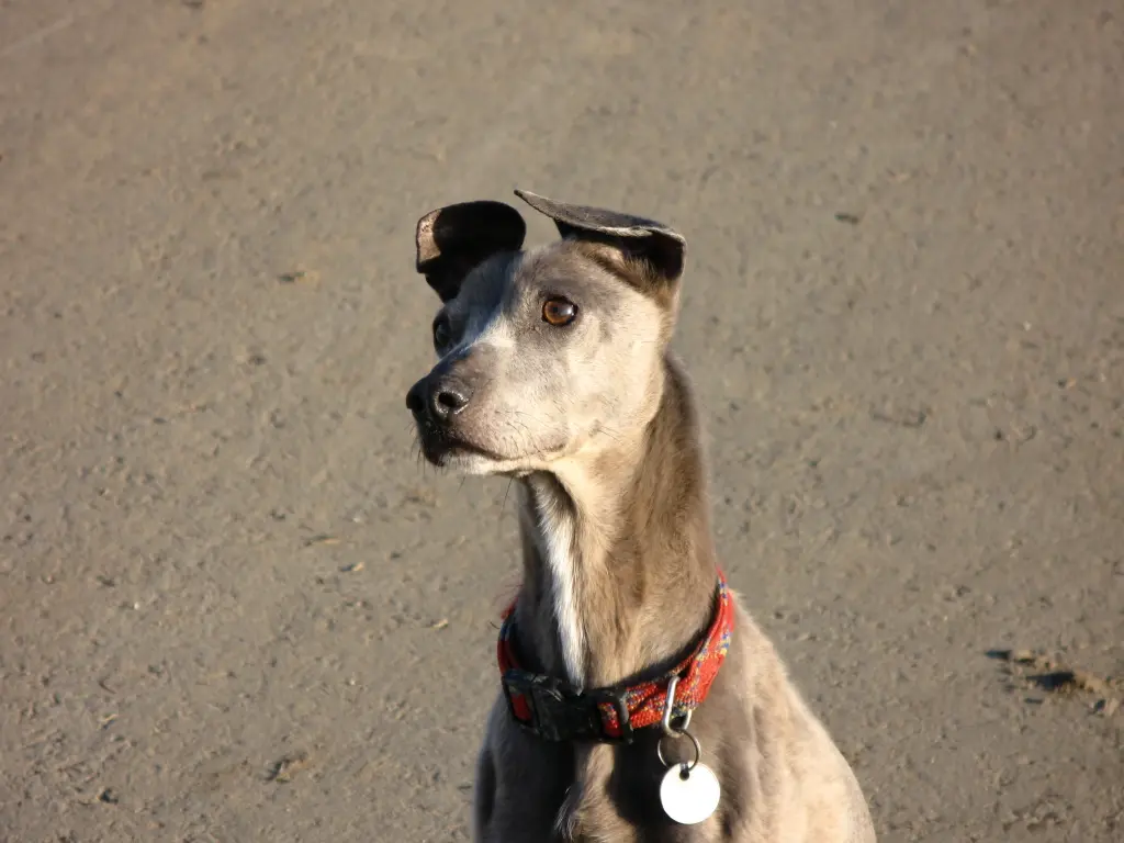 Image from Trixi