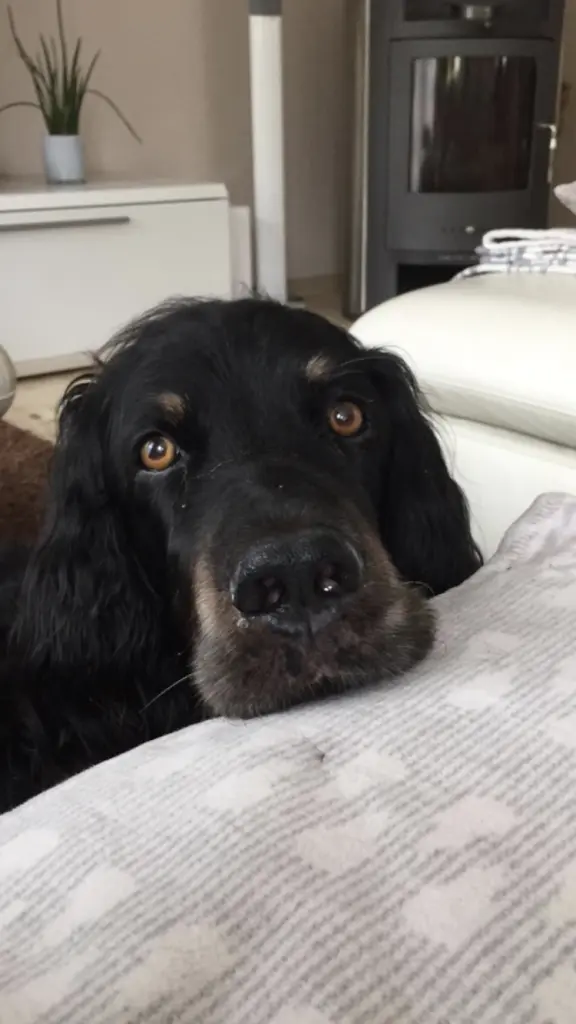 Image from Balou