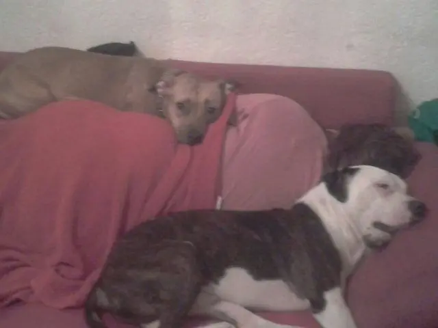 Image from Gismo