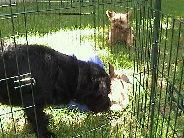 Bild von Bobby