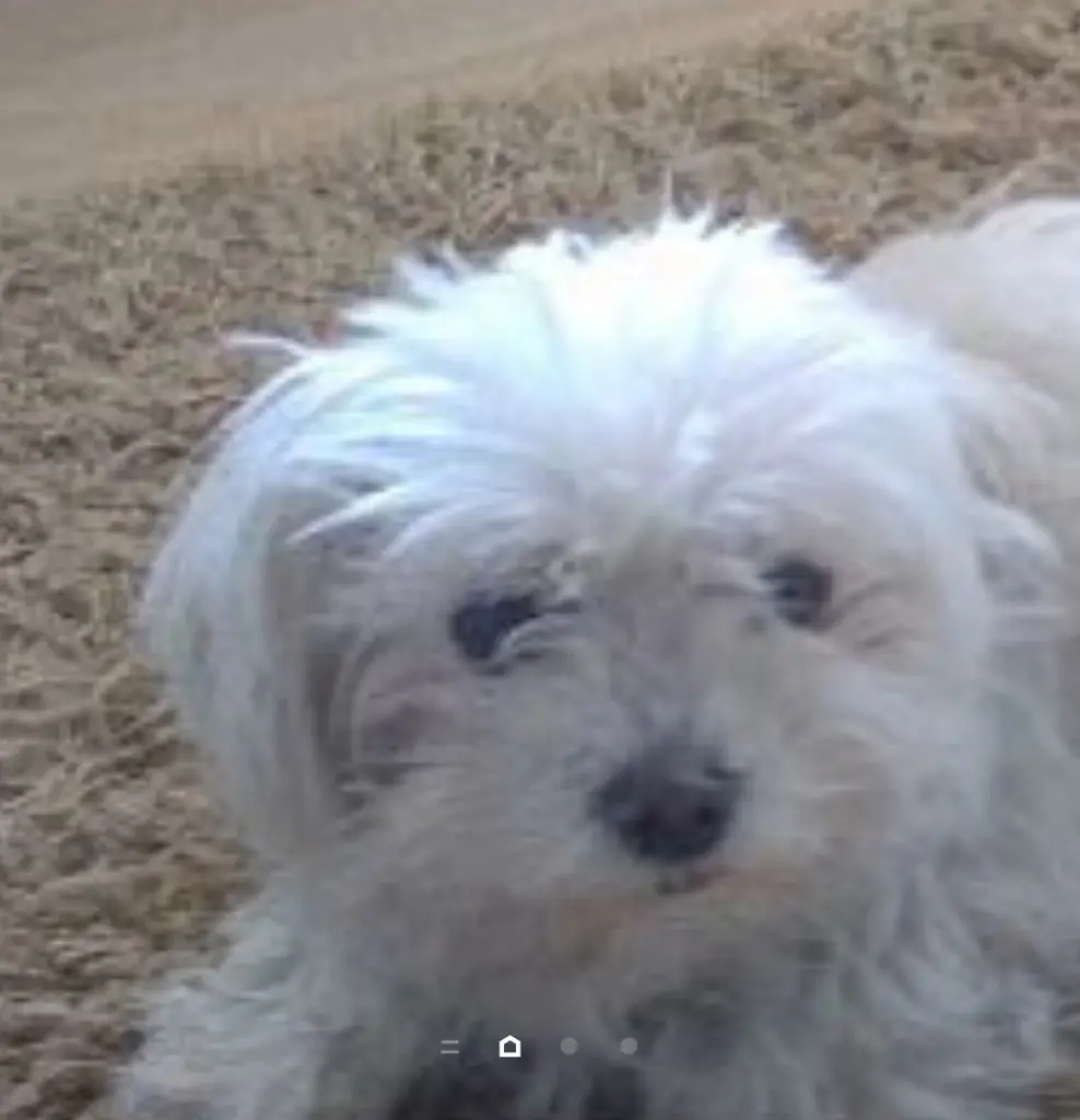 Bild von Nicki
