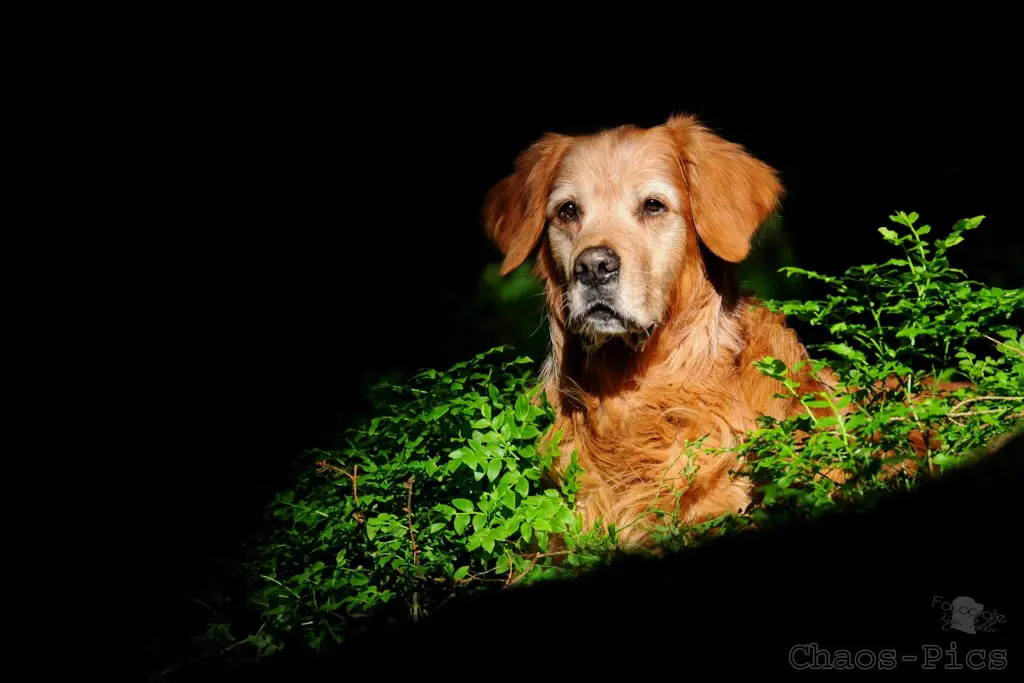 Condolence image of Katja