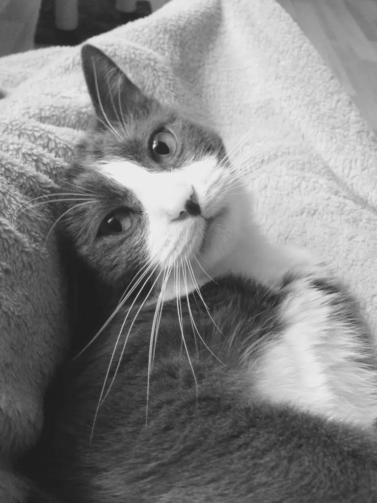 Image from Meeko