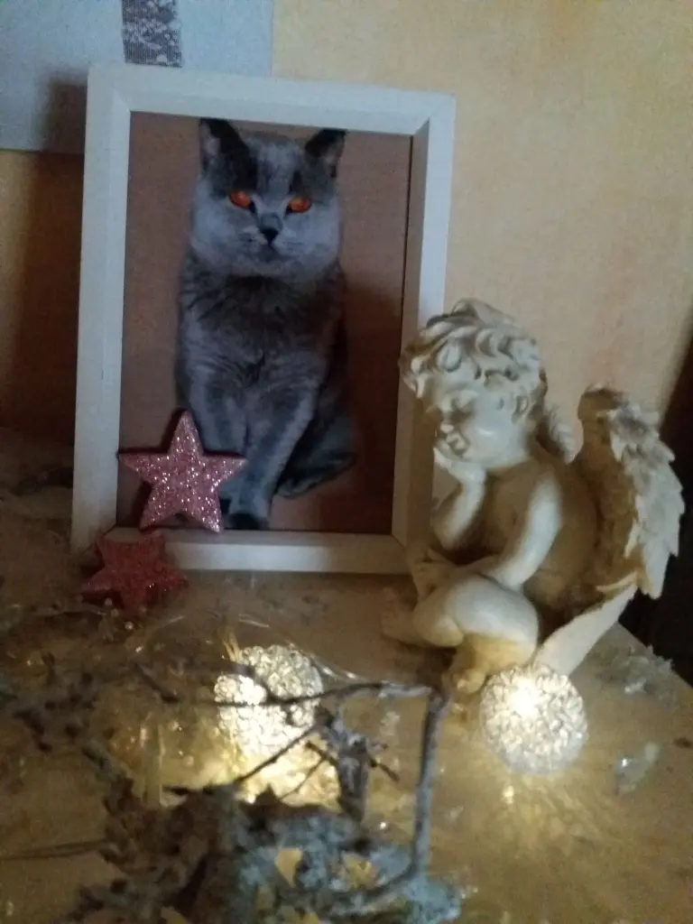 Condolence image of Sabine mit Kaspar tief im Herzen
